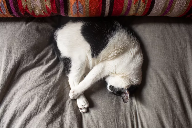 Why Your Cat Sleeps So Much