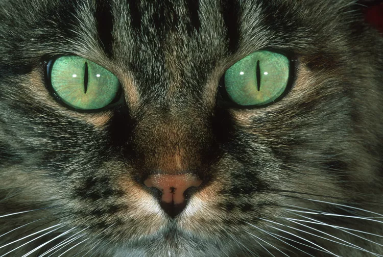 Why Do Cats Lose Whiskers?