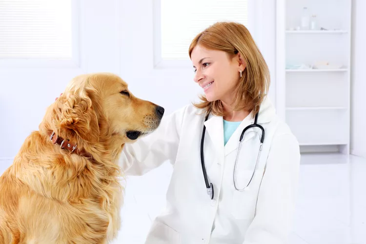 Swollen Lymph Nodes in Dogs