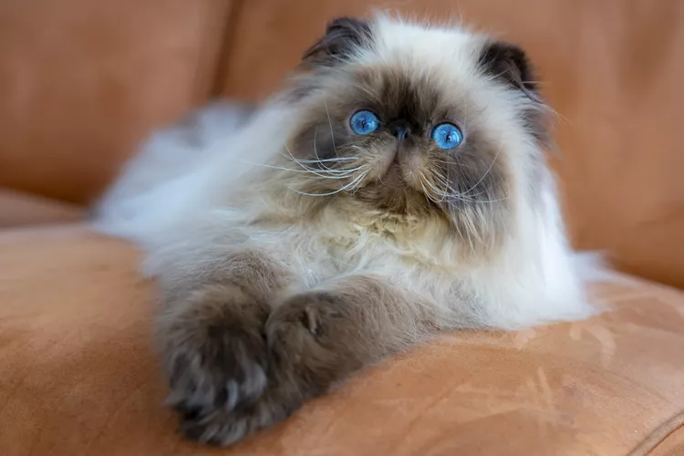 9 Calmest Cat Breeds for Laid-Back People