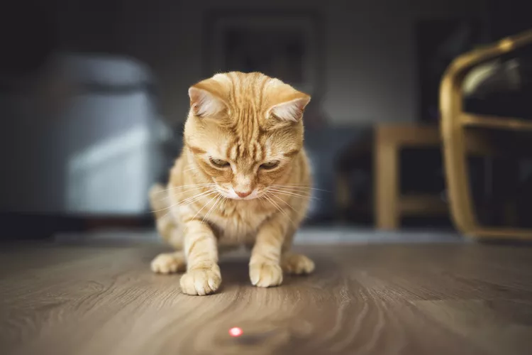 Why Do Cats Chase Lasers?