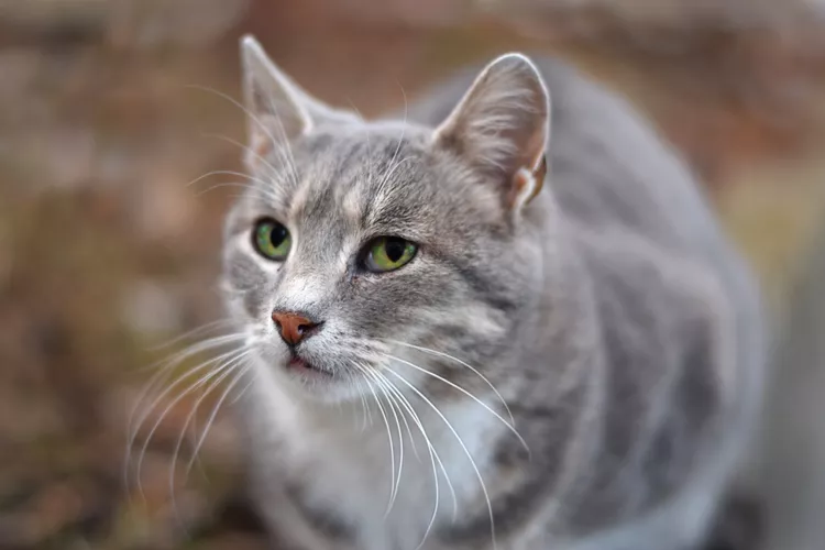 Why Do Female Cats Spray?