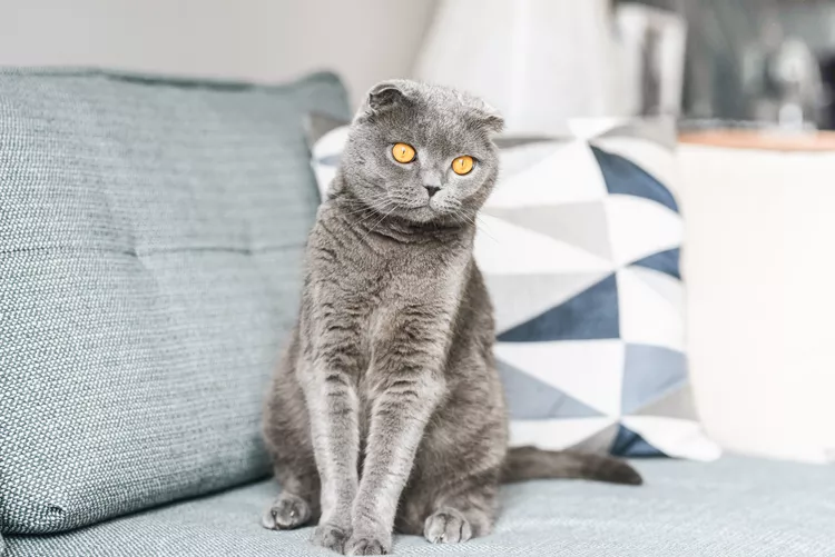 Scottish Fold: Breed Profile, Characteristics & Care