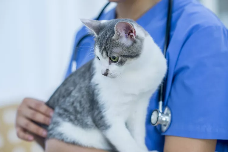 Pyometra in Cats