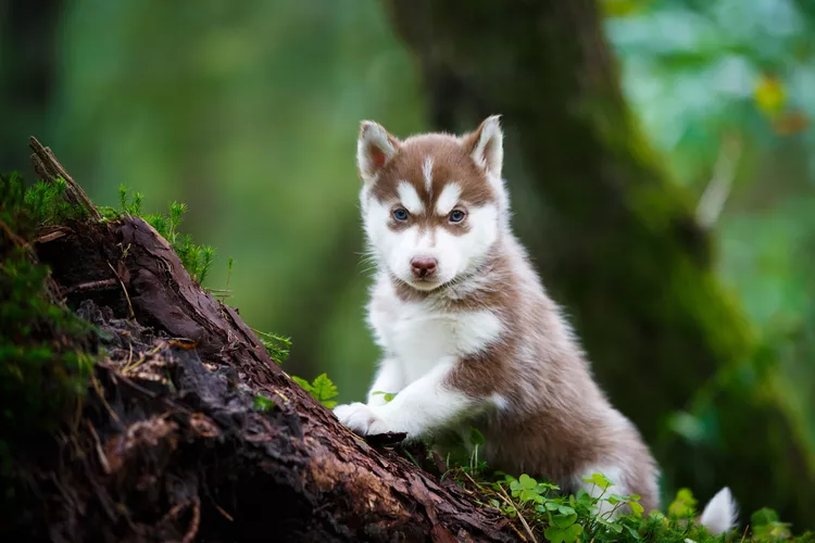 9 Wild Facts About Wolf Dogs