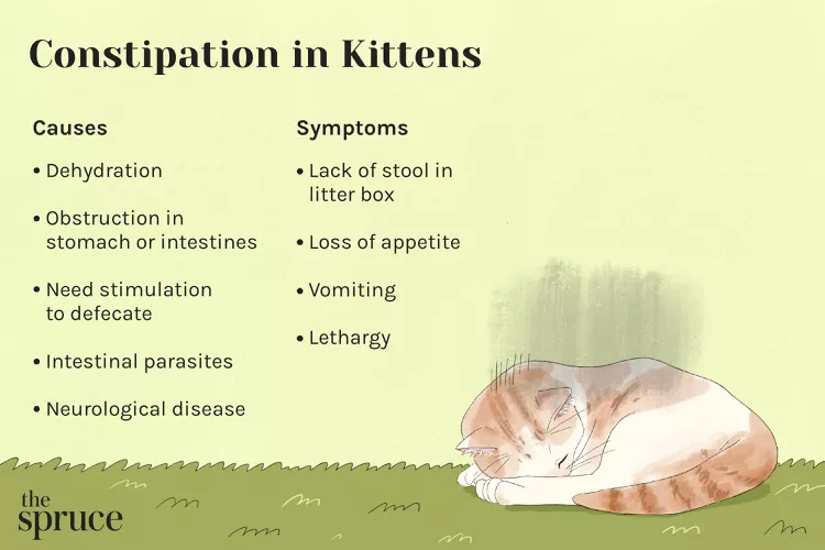 Kitten Constipation: What to Do When You Kitten Can't Poop