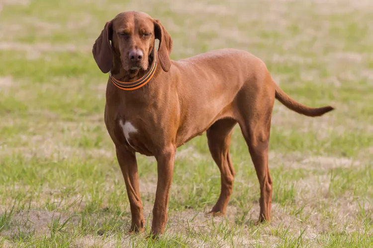 Redbone Coonhound: Dog Breed Characteristics & Care