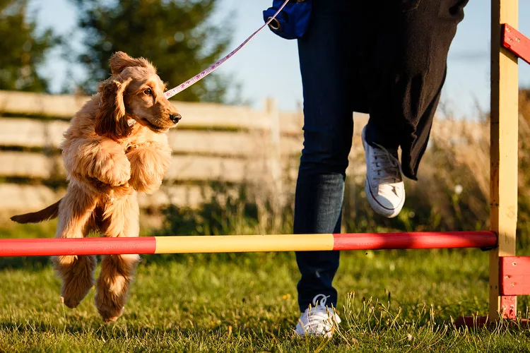 How to Train Your Dog in Agility Sports