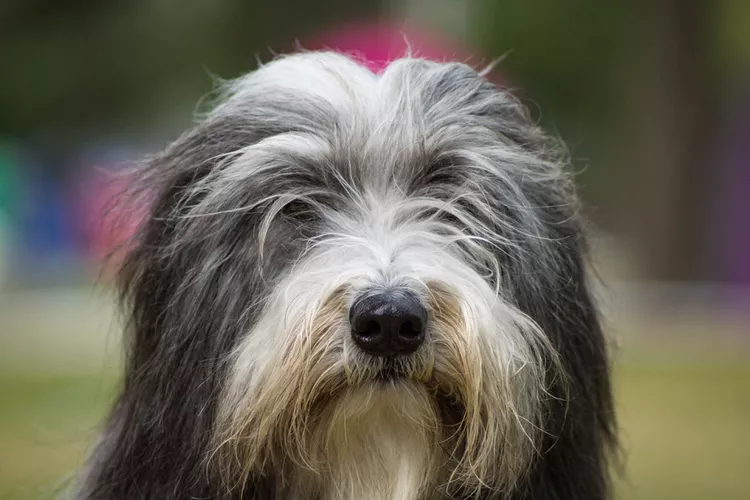 Bearded Collie: Dog Breed Characteristics & Care