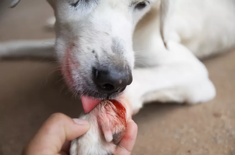 Why Do Dogs Lick Their Wounds?