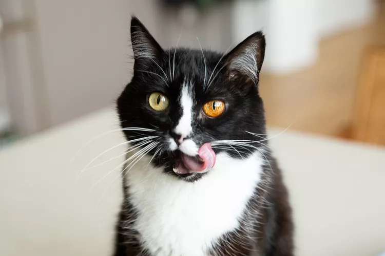 Which Tastes Can't Cats Experience?