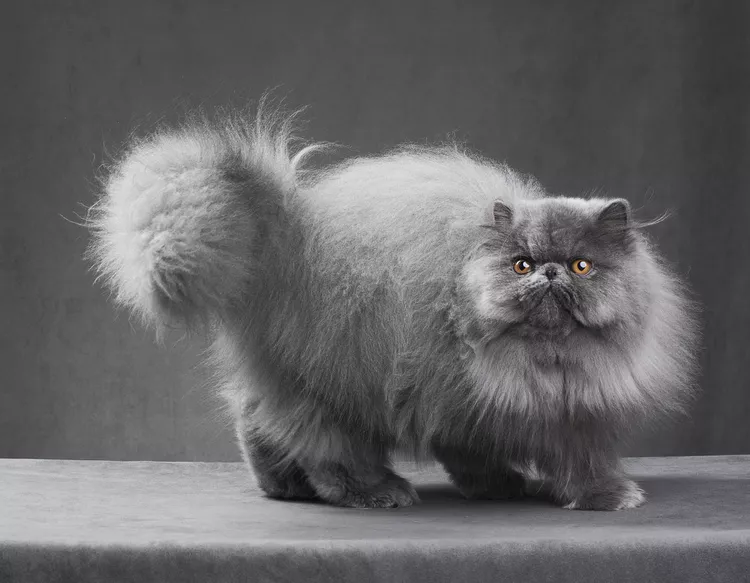 Persian Cat: Breed Profile, Characteristics & Care 