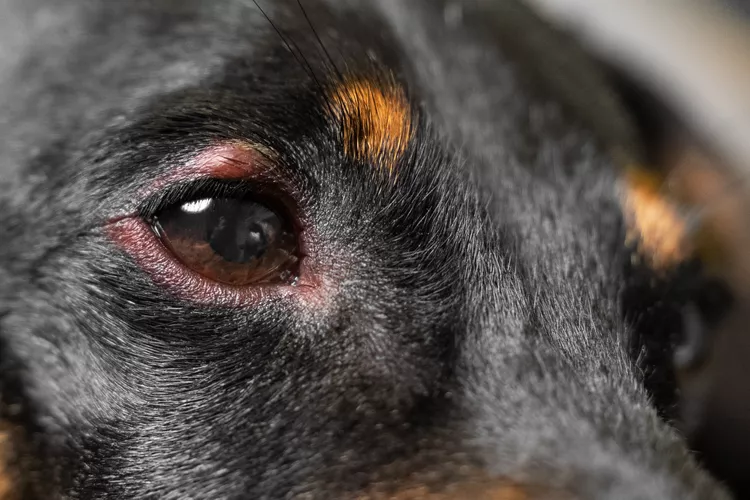 Why Is My Dog’s Eye Swollen?