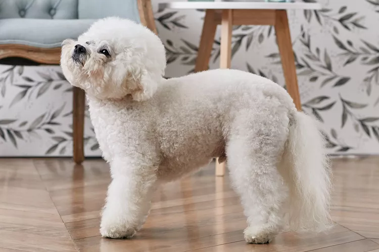 Bichon Frise: Dog Breed Characteristics & Care