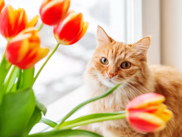 Are Tulips Toxic to Cats?
