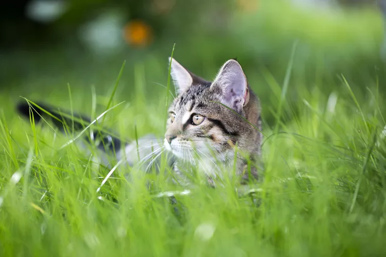 Should You Allow Your Indoor Cat to Go Outside?