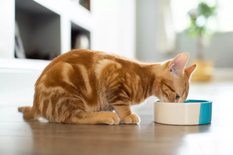 Three Water Bowls That Encourage Your Cat to Drink