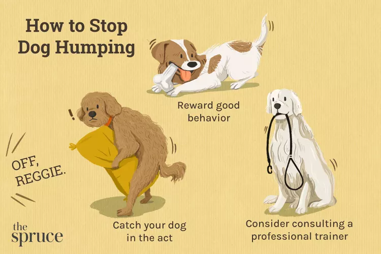 How to Stop Your Dog From Humping