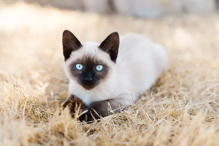 10 Cat Breeds With the Longest Lifespans