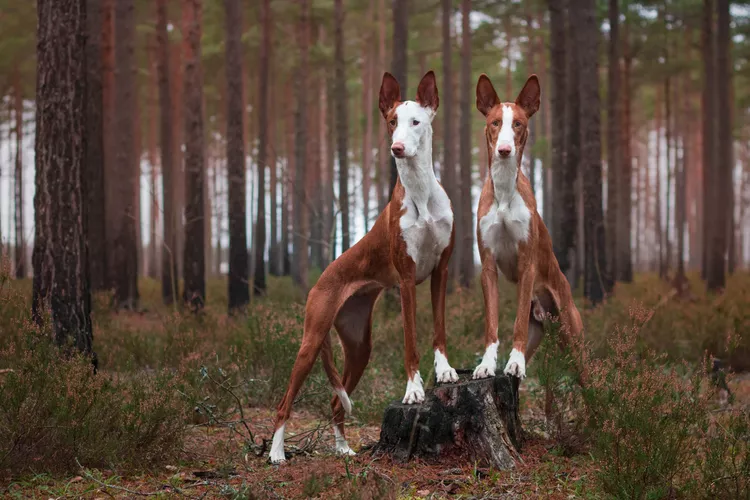 Ibizan Hound: Dog Breed Characteristics & Care