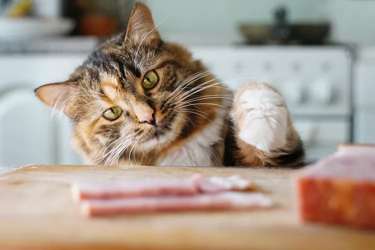 180 Food Names for Cats Who Love to Eat
