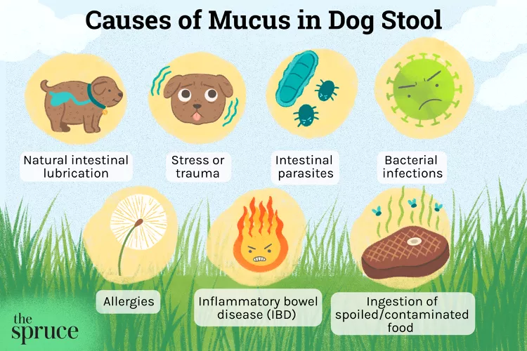 Common Causes of Mucus in Dog Poop