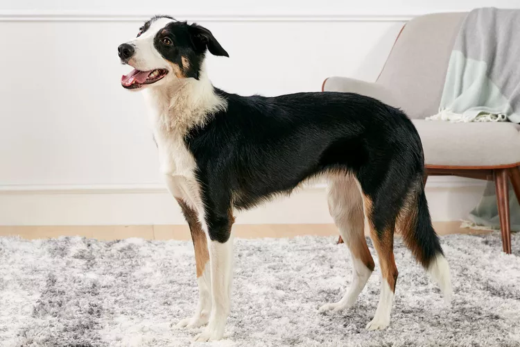 Border Collie: Dog Breed Characteristics & Care