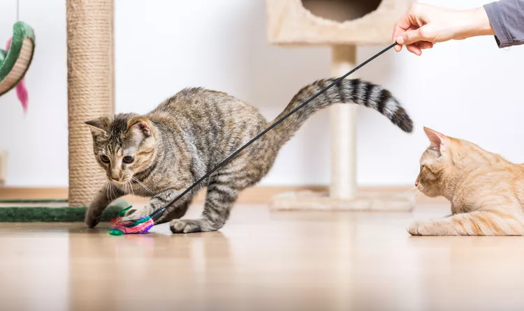 Enrichment Ideas for Your Cat