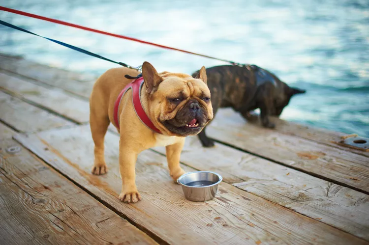 Signs and Causes of Puppy Dehydration