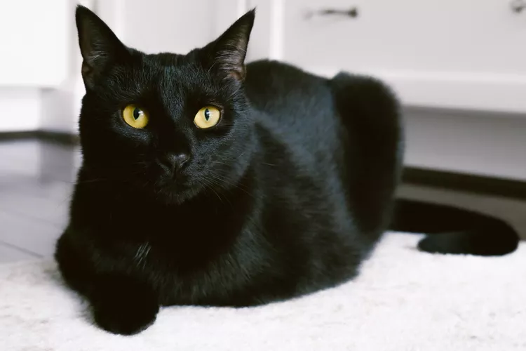 Bombay: Cat Breed Profile, Characteristics & Care