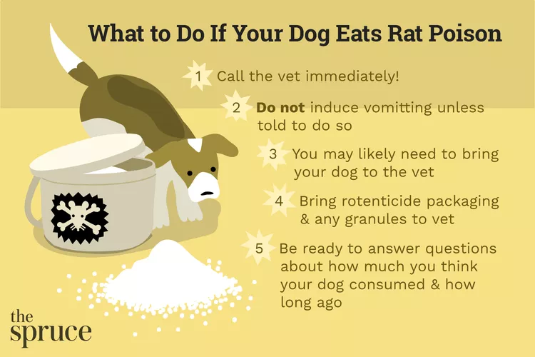 Rat Poisoning in Dogs