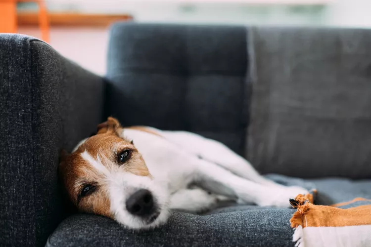 What to Do if Your Dog Is Throwing Up Yellow Bile