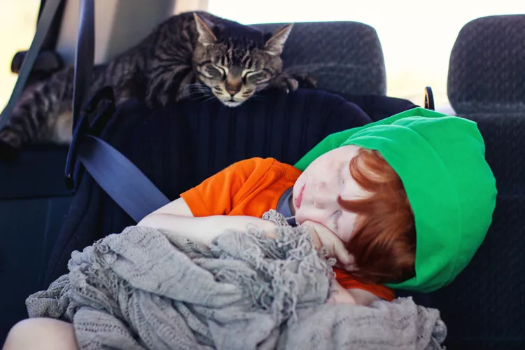 8 Tips to Help Cats Enjoy Car Travel