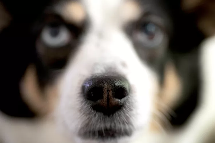 Why Are Dog Noses Wet and Cold?