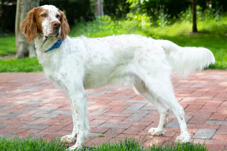 English Setter: Dog Breed Characteristics & Care