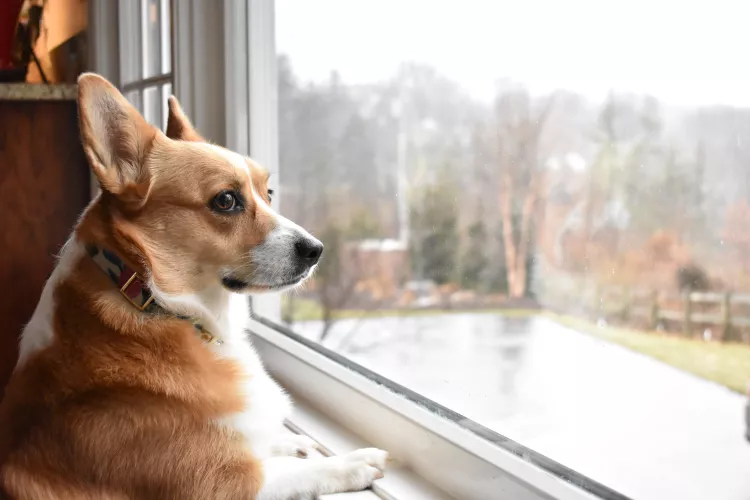 Separation Anxiety in Dogs