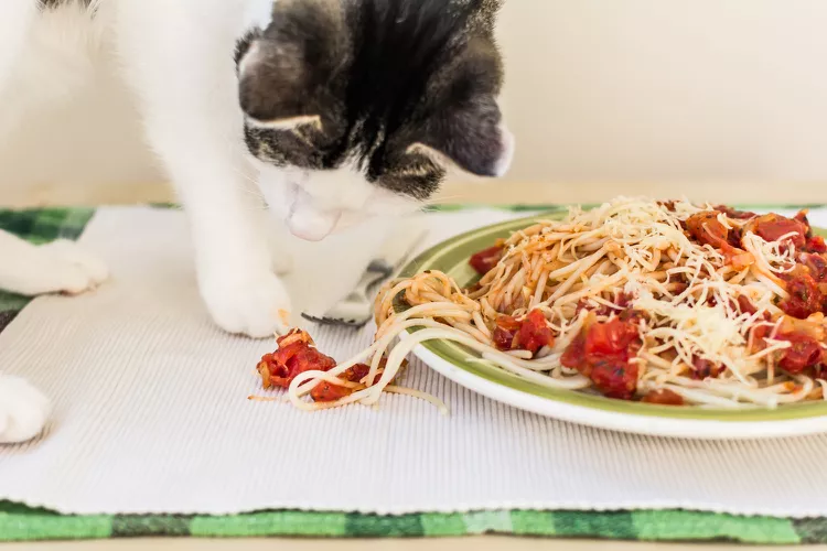 Can Cats Eat Pasta?