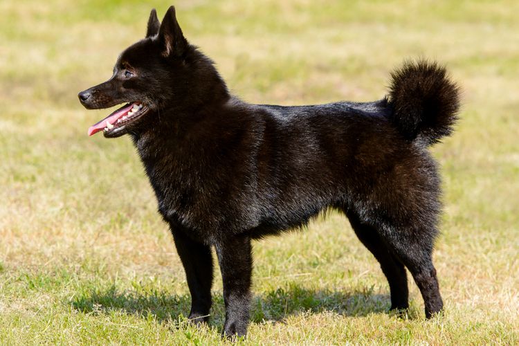 Schipperke: Dog Breed Characteristics & Care