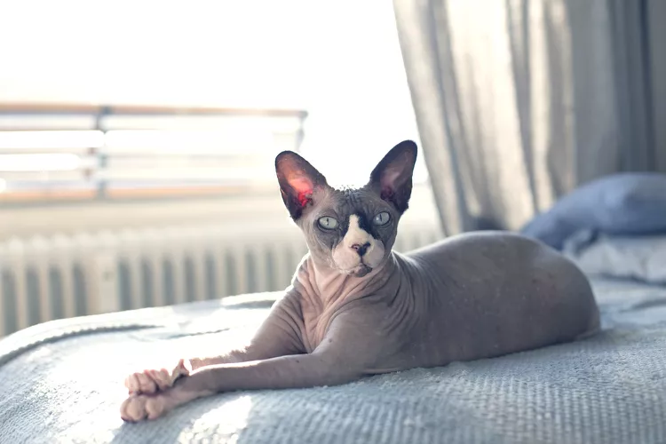 10 Best Hairless Cat Breeds for a Unique Pet Pal