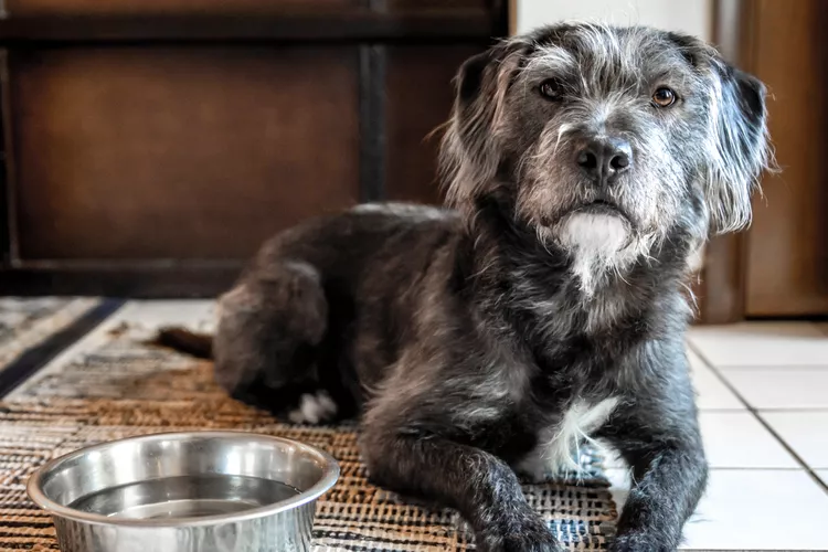 Why Is My Senior Dog Drinking a Lot of Water?