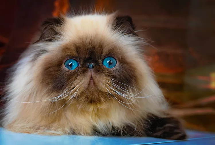 8 Flat-Faced Cats with the Cutest Smooshed Faces 