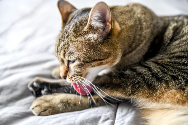 Reasons Why Your Cat is Overgrooming and How to Stop It