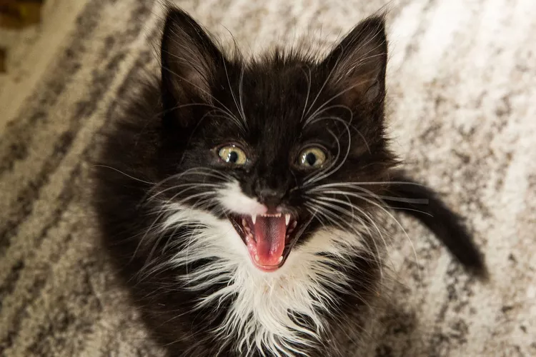 What You Should Know About Kitten Teeth and Dental Care