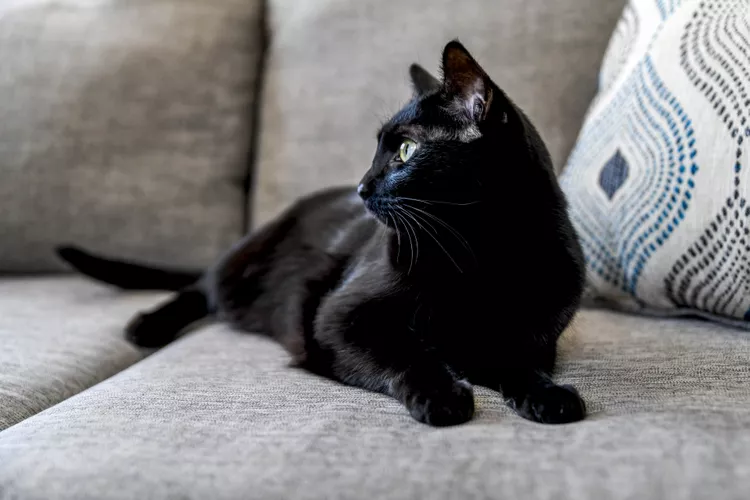 13 Fascinating Facts About Black Cats