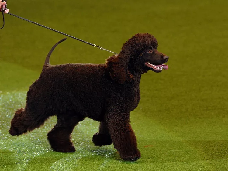 Irish Water Spaniel: Dog Breed Characteristics & Care