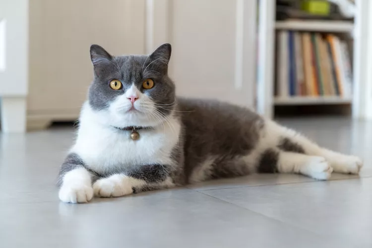 16 Dapper Gray and White Cat Breeds