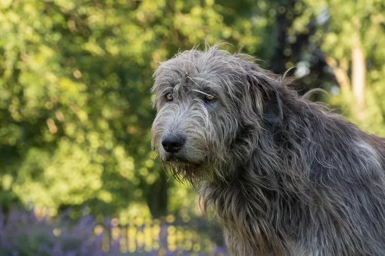 Irish Wolfhound: Dog Breed Characteristics & Care