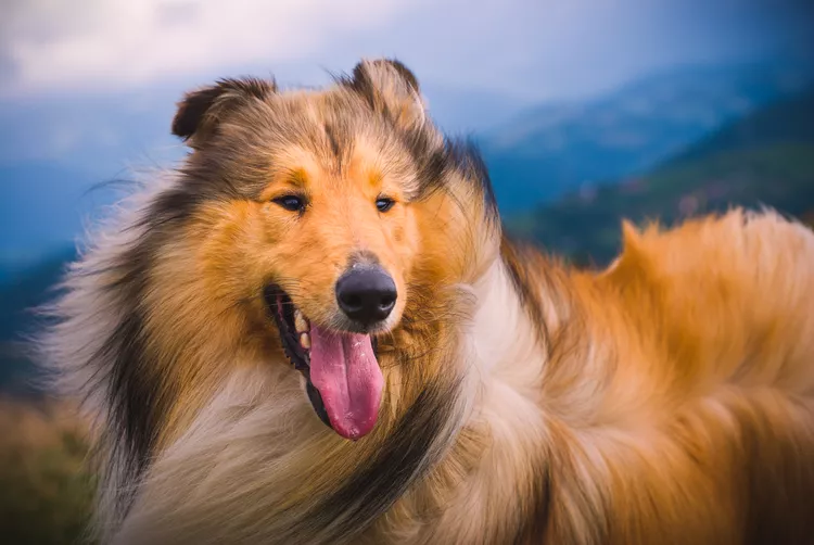 Collie: Dog Breed Characteristics & Care