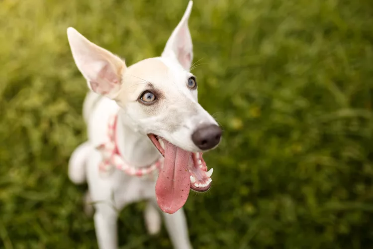 Whippet: Dog Breed Characteristics & Care