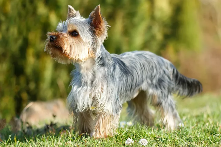 Yorkshire Terrier (Yorkie): Dog Breed Characteristics & Care